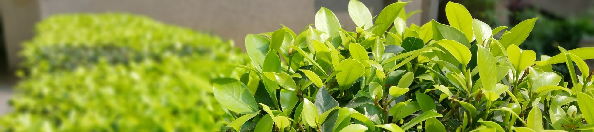bush pruning
