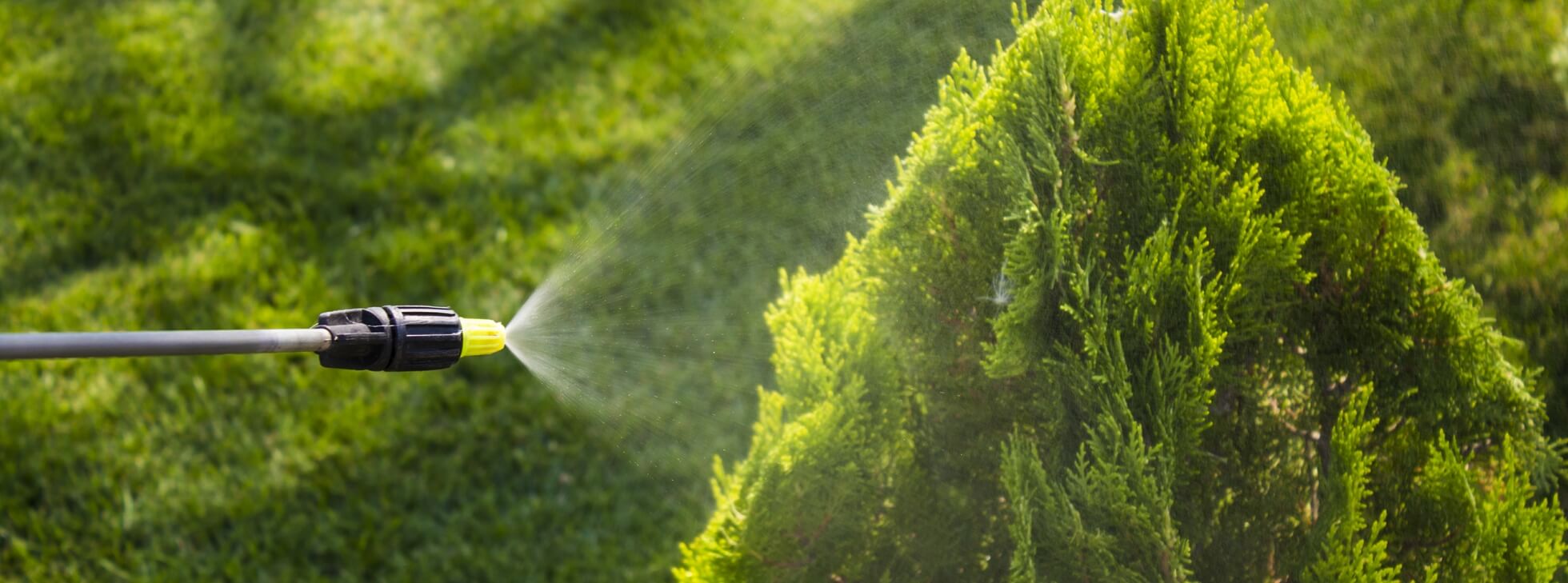 grass cutting