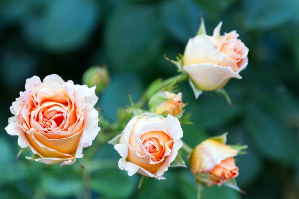 roses in garden