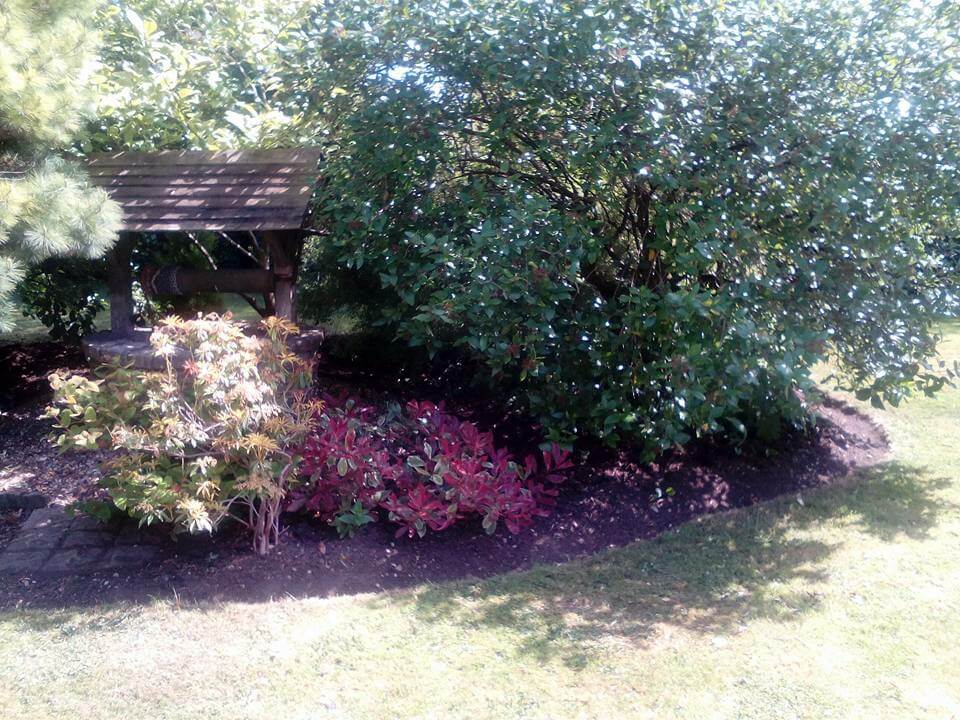 shrubs bordering domestic lawn